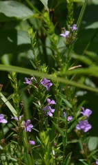 Lythrum alatum