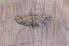 Eupithecia caliginosa