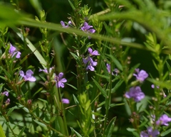 Lythrum alatum