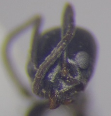 Tapinoma erraticum