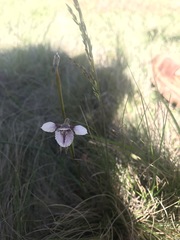 Diuris venosa