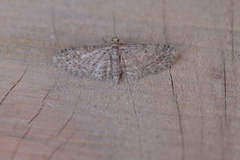 Eupithecia caliginosa