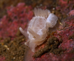 Goniodoris nodosa