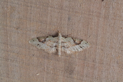 Eupithecia nemoralis