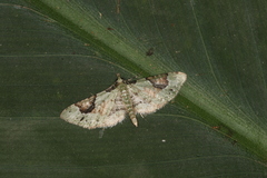 Eupithecia nemoralis