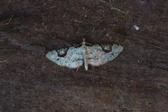 Eupithecia nemoralis