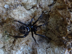 Steatoda paykulliana