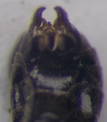 Tapinoma erraticum