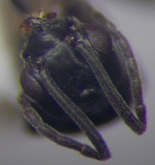 Tapinoma erraticum
