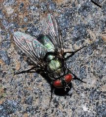 Protocalliphora azurea