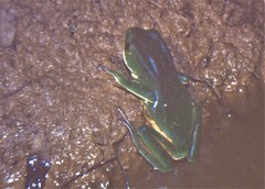 Phyllomedusa distincta