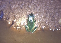 Phyllomedusa distincta