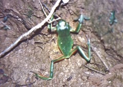 Phyllomedusa distincta