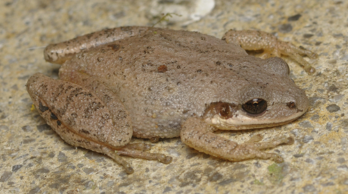 Collinses' Mountain Chorus Frog