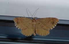Asaphodes