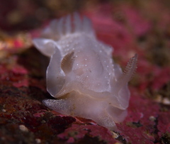Goniodoris nodosa