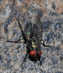 Protocalliphora azurea