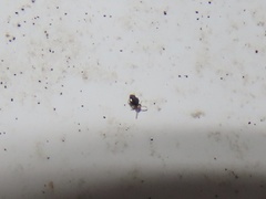 Sminthurinus quadrimaculatus