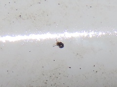 Sminthurinus quadrimaculatus