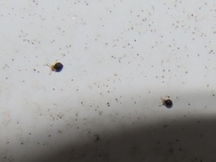 Sminthurinus minutus