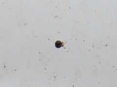 Sminthurinus minutus