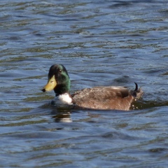 Anas platyrhynchos domesticus