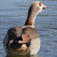 Alopochen aegyptiaca