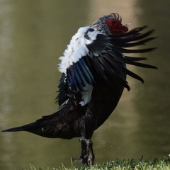 Cairina moschata domestica