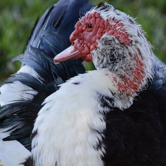 Cairina moschata domestica