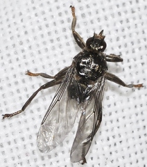 Pseudolynchia canariensis