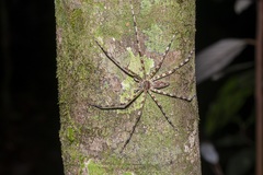 Heteropoda boiei