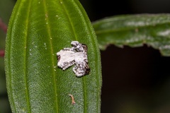 Phrynarachne decipiens