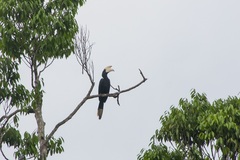 Anthracoceros malayanus