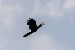 Anthracoceros malayanus