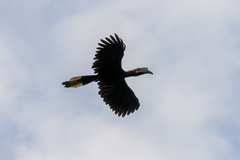 Anthracoceros malayanus