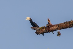 Anthracoceros malayanus