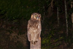 Strix leptogrammica