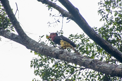 Helmneushoornvogel (Rhinoplax vigil)