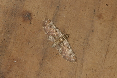 Eupithecia turpicula