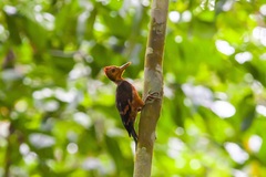 Reinwardtipicus validus