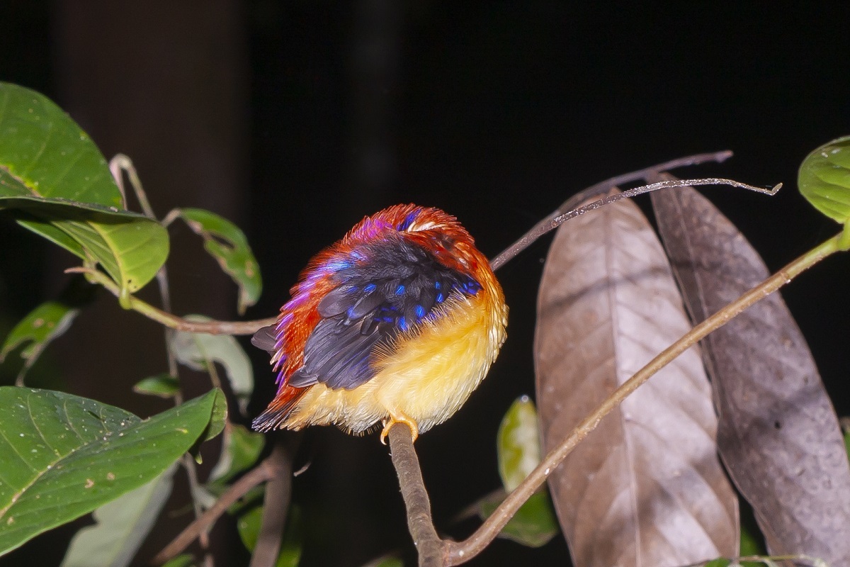 Rufous-backed Dwarf-Kingfisher (Ceyx rufidorsa)