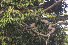 Zanclostomus javanicus