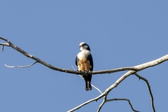 Microhierax latifrons