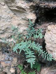 Pellaea atropurpurea