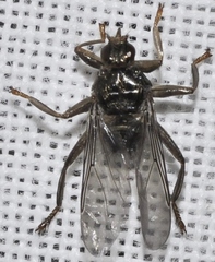 Pseudolynchia canariensis