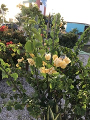 Bougainvillea