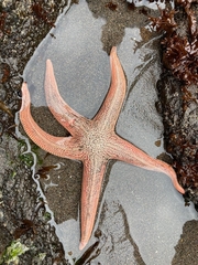 Stichaster striatus