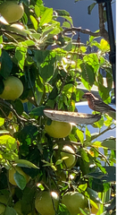 Haemorhous mexicanus