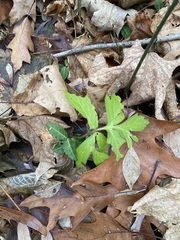 Hydrophyllum virginianum