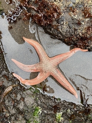 Stichaster striatus